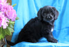 Mini Labradoodle For Sale Fredericksburg, OH Male- Bozo