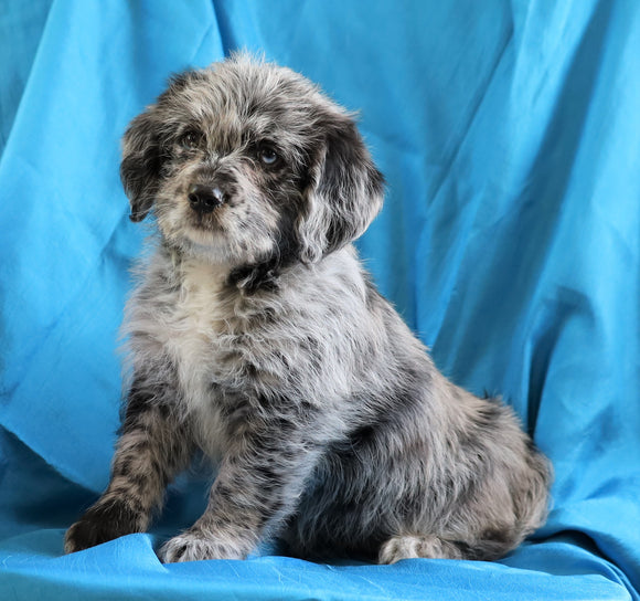 Mini Labradoodle For Sale Fredericksburg, OH Female- Brooky