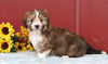 Mini Bernedoodle For Sale Sugarcreek, OH Male- Clyde