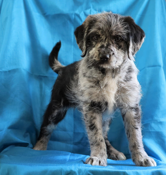 Mini Labradoodle For Sale Fredericksburg, OH Female- Bebe