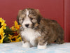 Mini Bernedoodle For Sale Sugarcreek, OH Male- Clyde