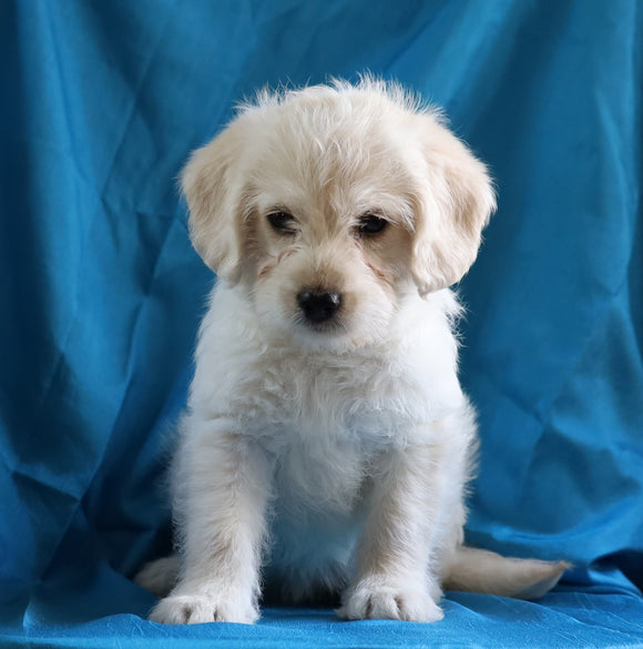 Mini Labradoodle For Sale Fredericksburg, OH Female- Bella