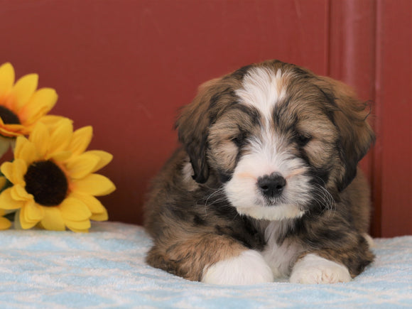 Mini Bernedoodle For Sale Sugarcreek, OH Male- Cleon