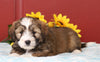 Mini Bernedoodle For Sale Sugarcreek, OH Male- Cleon