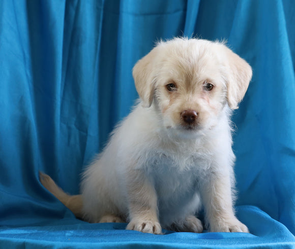 Mini Labradoodle For Sale Fredericksburg, OH Female- Boni