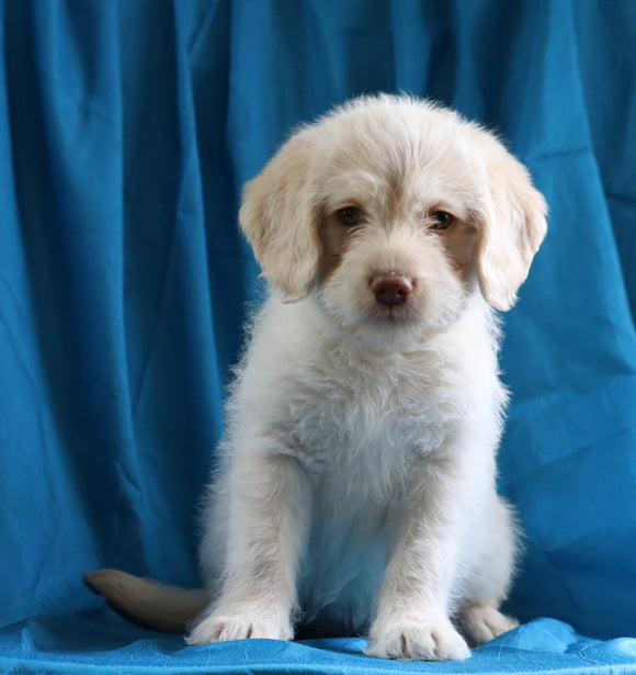 Mini Labradoodle For Sale Fredericksburg, OH Female- Beth