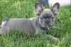 AKC Registered French Bulldog For Sale Millersburg, OH Male- Tarzan