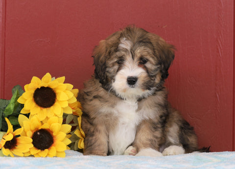 Mini Bernedoodle For Sale Sugarcreek, OH Female- Carrie
