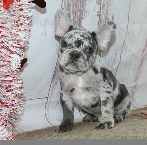 AKC Registered French Bulldog For Sale Danville OH Male-Visto CHRISTMAS SPECIAL