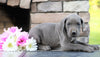 Great Dane For Sale Fredericksburg, OH Female- Mercedes