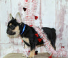 AKC Registered French Bulldog For Sale Danville OH Male-Vasko CHRISTMAS SPECIAL