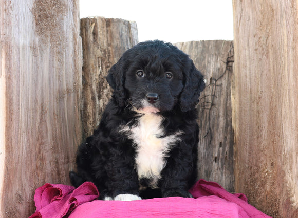 Mini Goldendoodle For Sale Millersburg, OH Female- Darla