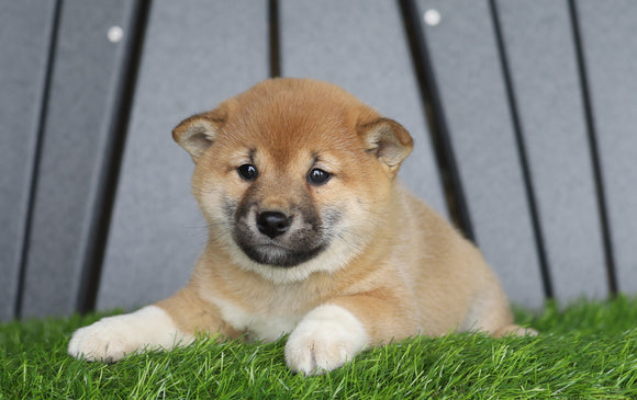 AKC Registered Shiba Inu For Sale Millersburg, OH Female- Sally