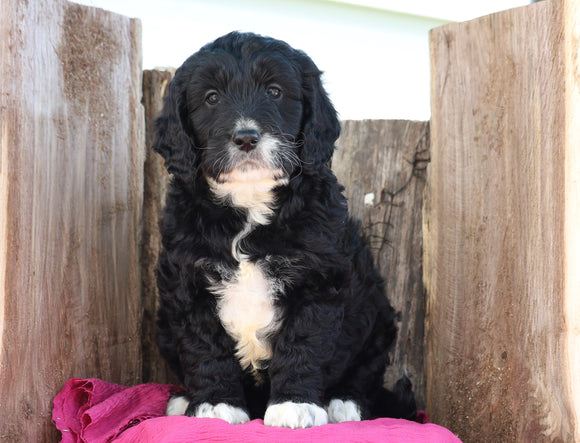 Mini Goldendoodle For Sale Millersburg, OH Male- Brady