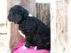 Mini Goldendoodle For Sale Millersburg, OH Male- Brady
