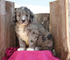 Mini Goldendoodle For Sale Millersburg, OH Male- Boots