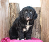 Mini Goldendoodle For Sale Millersburg, OH Female- Hailey