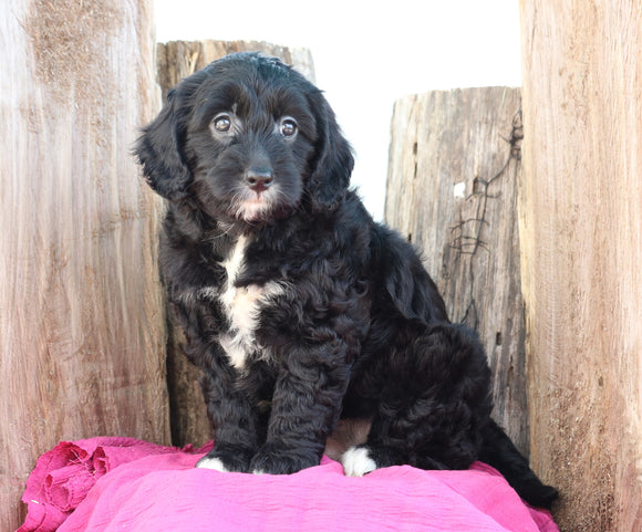 Mini Goldendoodle For Sale Millersburg, OH Female- Hailey