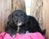 Mini Goldendoodle For Sale Millersburg, OH Male- Kirby