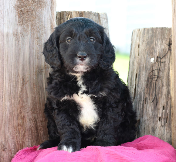 Mini Goldendoodle For Sale Millersburg, OH Male- Kirby