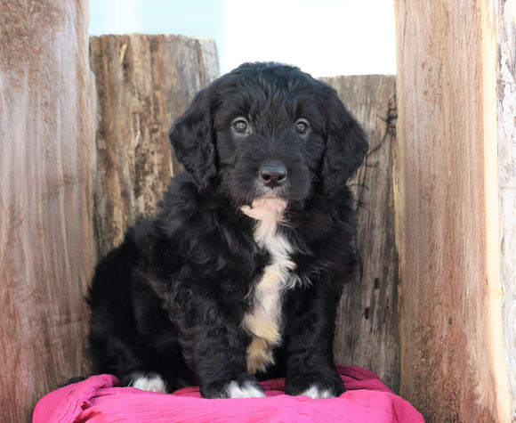 Mini Goldendoodle For Sale Millersburg, OH Male- Corbin