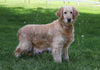 Mini Goldendoodle For Sale Millersburg, OH Female- Darla