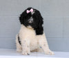 Newfypoo (Standard) For Sale Millersburg, OH Female- Molly