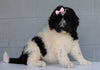 Newfypoo (Standard) For Sale Millersburg, OH Female- Molly