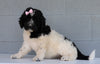 Newfypoo (Standard) For Sale Millersburg, OH Female- Molly