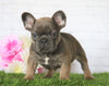 AKC Registered French Bulldog For Sale Millersburg, OH Male- George