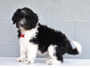 Newfypoo (Standard) For Sale Millersburg, OH Male- Pluto