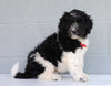 Newfypoo (Standard) For Sale Millersburg, OH Male- Pluto