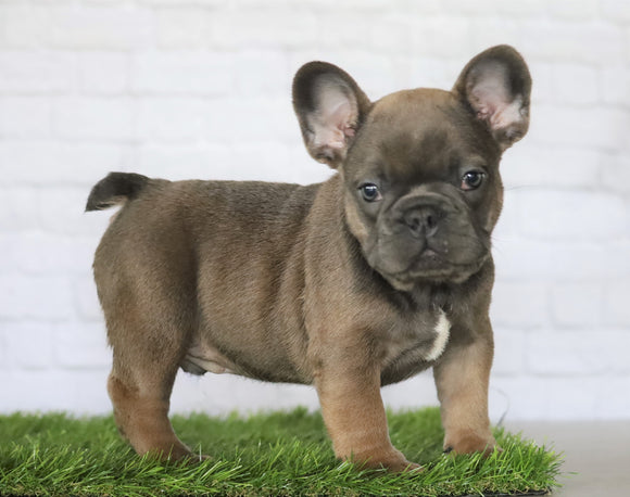 AKC Registered French Bulldog For Sale Millersburg, OH Male- George