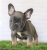 AKC Registered French Bulldog For Sale Millersburg, OH Male- Russel