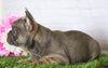AKC Registered French Bulldog For Sale Millersburg, OH Female- Jada