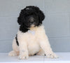 Newfypoo (Standard) For Sale Millersburg, OH Male- Teddy