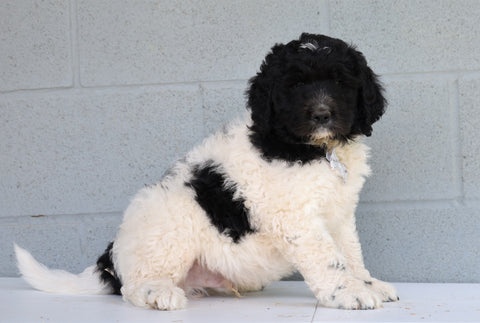 Newfypoo (Standard) For Sale Millersburg, OH Male- Teddy