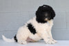 Newfypoo (Standard) For Sale Millersburg, OH Male- Teddy