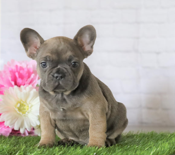 AKC Registered French Bulldog For Sale Millersburg, OH Female- Jada