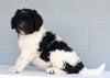 Newfypoo (Standard) For Sale Millersburg, OH Male- Teddy