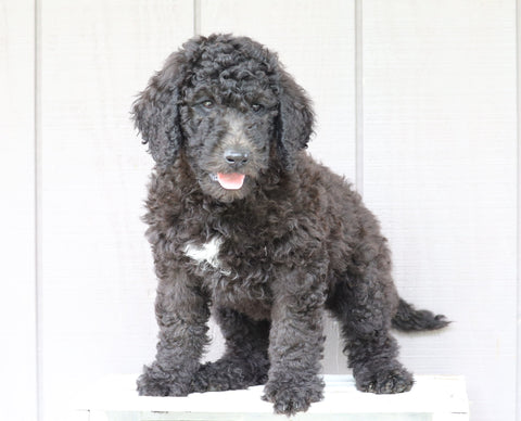 F1B (Standard) Labradoodle For Sale Wooster, OH Male- Terry