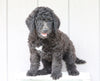 F1B (Standard) Labradoodle For Sale Wooster, OH Male- Terry