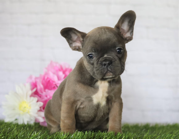 AKC Registered French Bulldog For Sale Millersburg, OH Female- Jenny