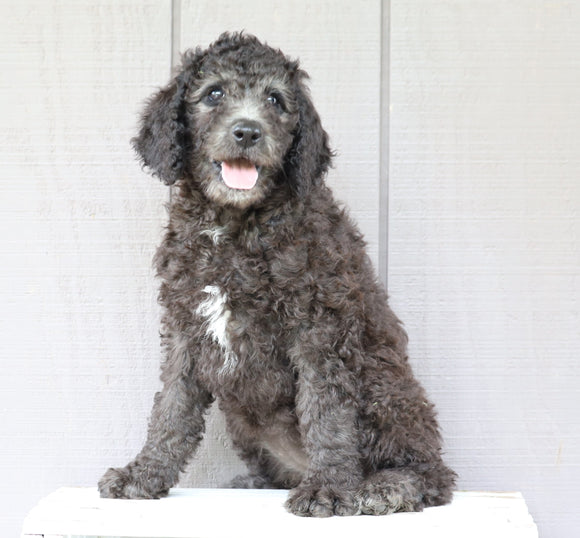 F1B (Standard) Labradoodle For Sale Wooster, OH Female- Jada