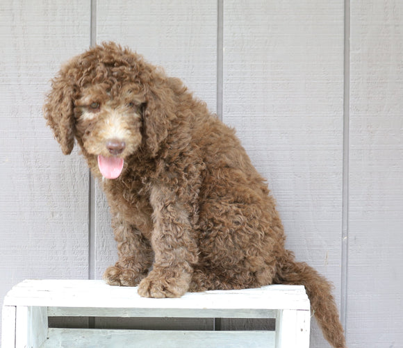 F1B (Standard) Labradoodle For Sale Wooster, OH Male- Twix