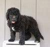 F1B (Standard) Labradoodle For Sale Wooster, OH Male- Trevor