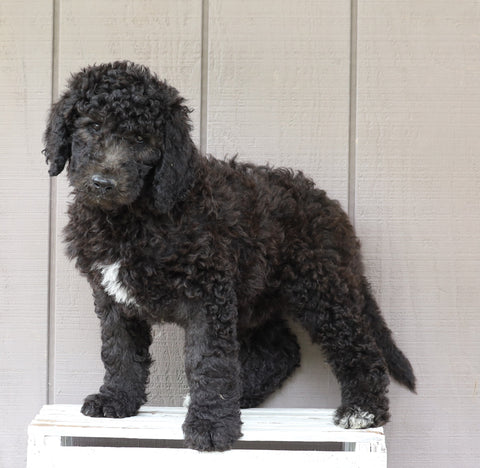 F1B (Standard) Labradoodle For Sale Wooster, OH Male- Trevor