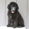 F1B (Standard) Labradoodle For Sale Wooster, OH Male- Timmy
