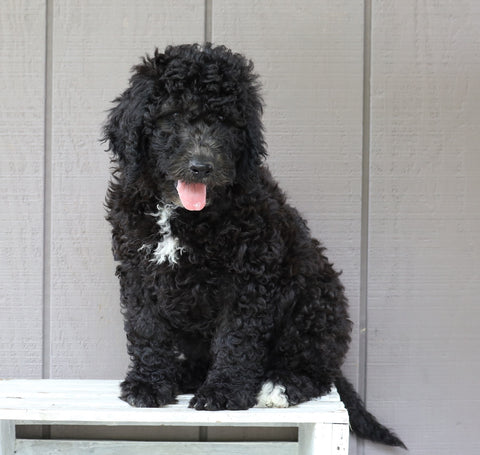 F1B (Standard) Labradoodle For Sale Wooster, OH Female- Trixie