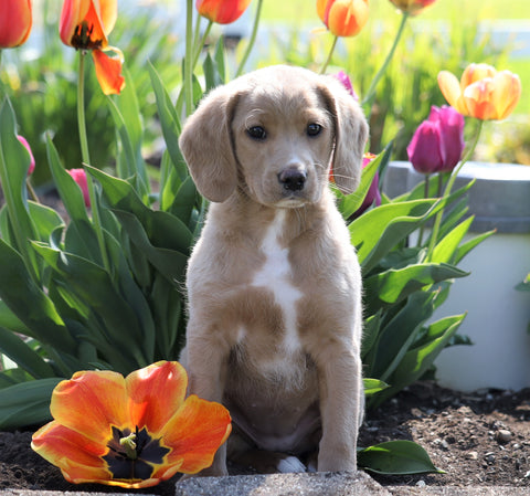 Medium F1B Labradoodle For Sale Millersburg, OH Female- Betsy